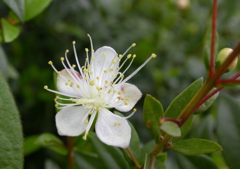 Myrtus communis seed